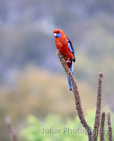 Red Hill_20061120_047.jpg - Crimson Rosella, Red Hill